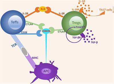 Role of Regulatory T Cells in Regulating Fetal-Maternal Immune Tolerance in Healthy Pregnancies and Reproductive Diseases